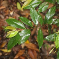 Xylopia patoniae I.M.Turner